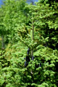 Balsam fir at Huron National Wildlife Refuge