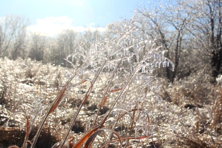 Native grass species covered in ice photo