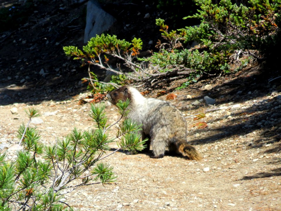 Hoary Marmot at Mt. Rainier NP in Washington