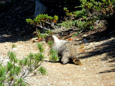 Hoary Marmot at Mt. Rainier NP in Washington photo