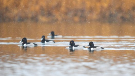 Ring-necked ducks on the water photo