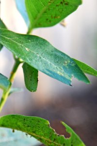 Monarch chrysalis on common milkweed (day 7) photo