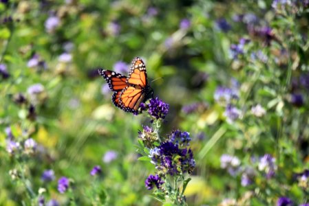 Monarch butterfly sipping nectar from alfalfa