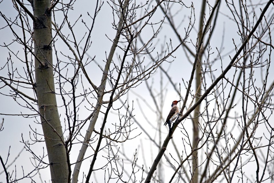 Northern flicker perched in a tree