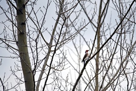 Northern flicker perched in a tree photo