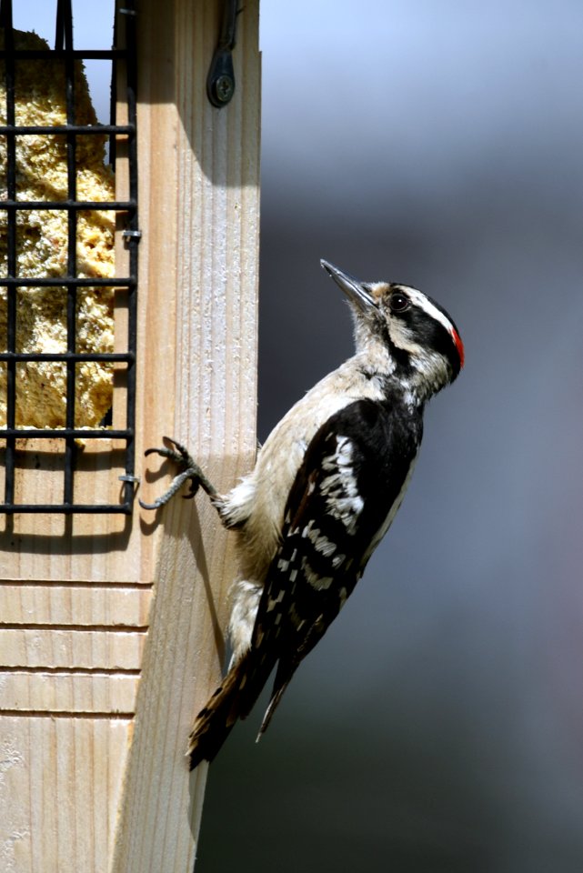 Downy woodpecker on a suet feeder