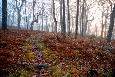 The A.T. near Mile 21 on Skyline Drive photo