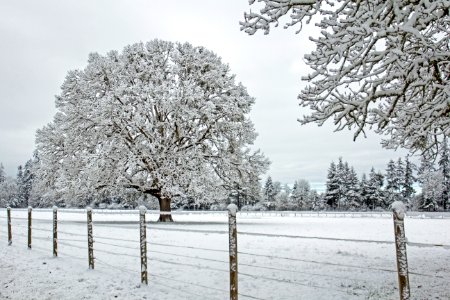 Big oak in snow, Willamette Valley, Oregon photo