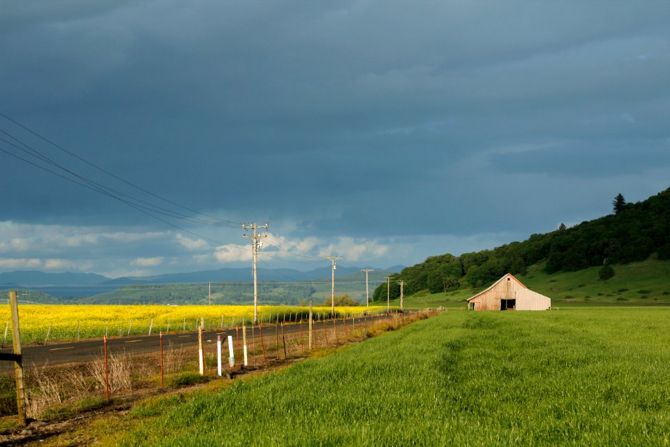 Fields around  Lebanon  Oregon