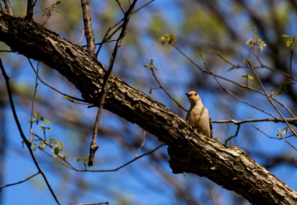 Red-bellied woodpecker