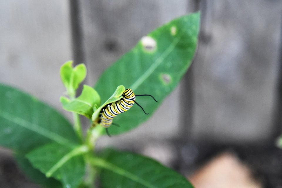 Monarch caterpillar on common milkweed