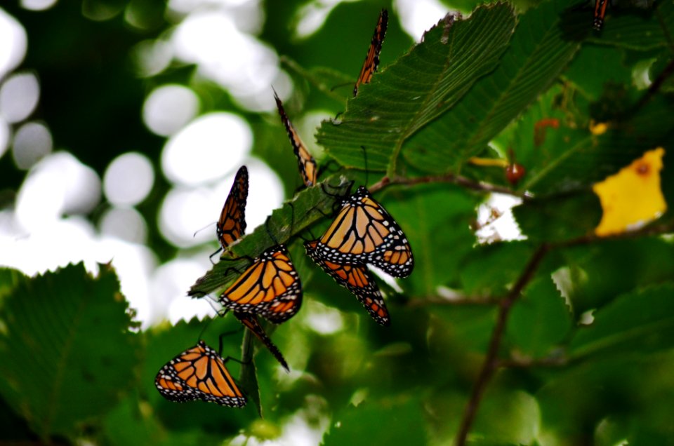 Monarch butterflies roosting