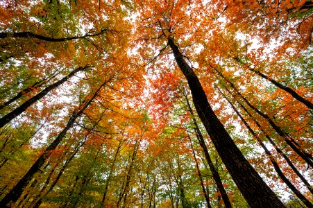 Vibrant Tree Tops photo