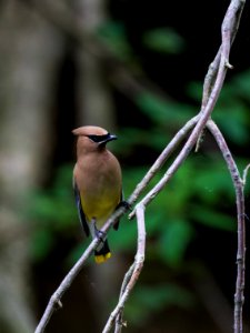 Cedar waxwing photo