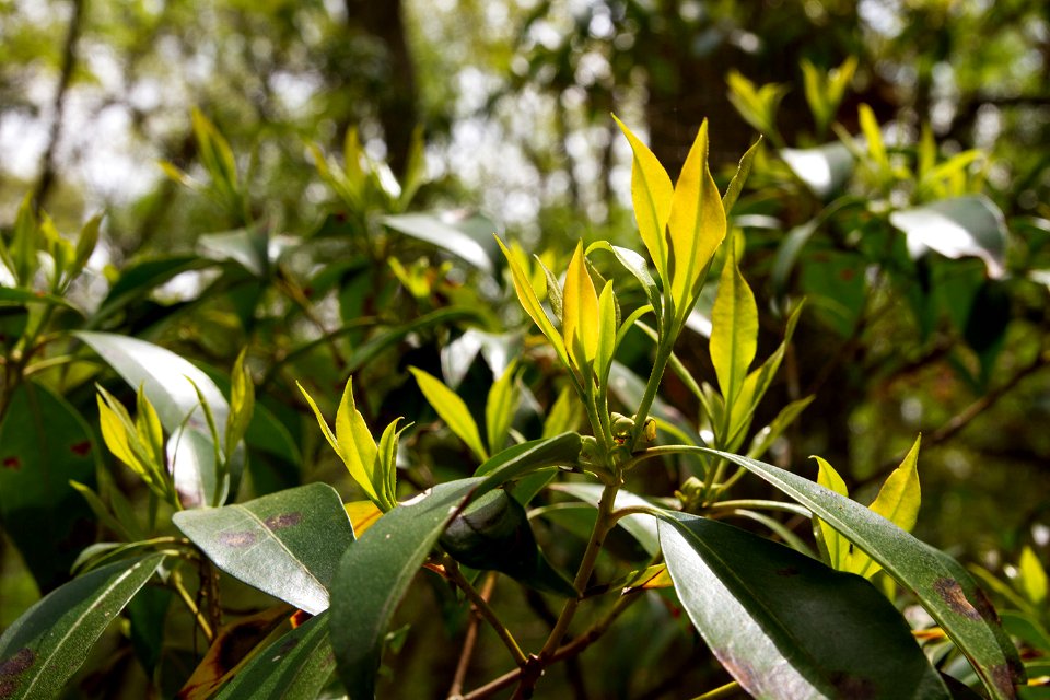 Mountain Laurel in Mid-spring