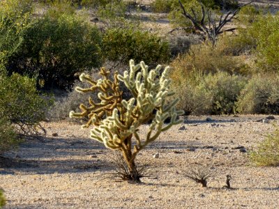 Sonoran Desert NM in AZ