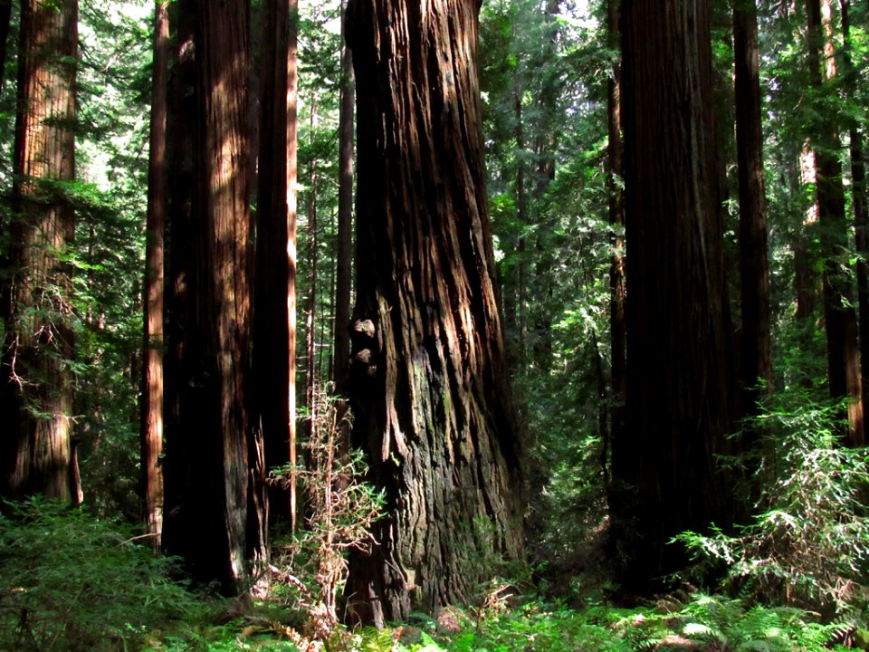 Avenue of the Giants at Redwoods in California