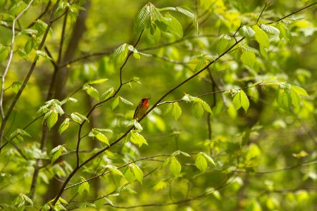 Blackburnian warbler on American beech photo