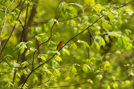 Blackburnian warbler on American beech