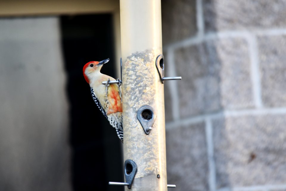 Red-bellied woodpecker visiting a feeder at Minnesota Valley National Wildlife Refuge