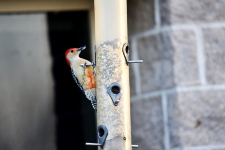Red-bellied woodpecker visiting a feeder at Minnesota Valley National Wildlife Refuge photo