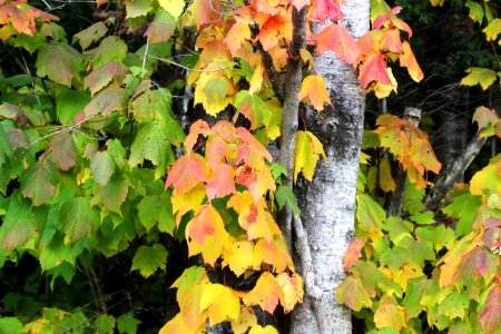 Fall colors