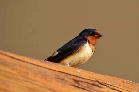 Barn Swallow