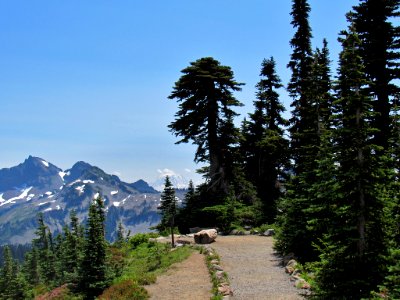 Paradise Skyline Trail at Mt. Rainier NP in WA