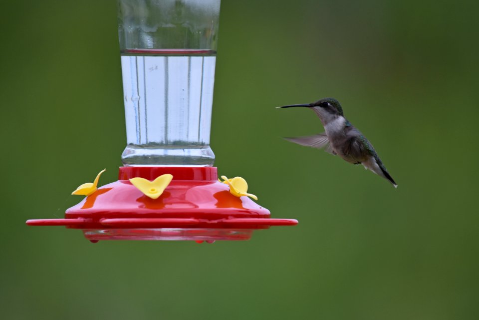 Ruby-throated hummingbird