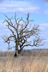 Oak Savanna photo