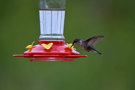 Ruby-throated hummingbird photo