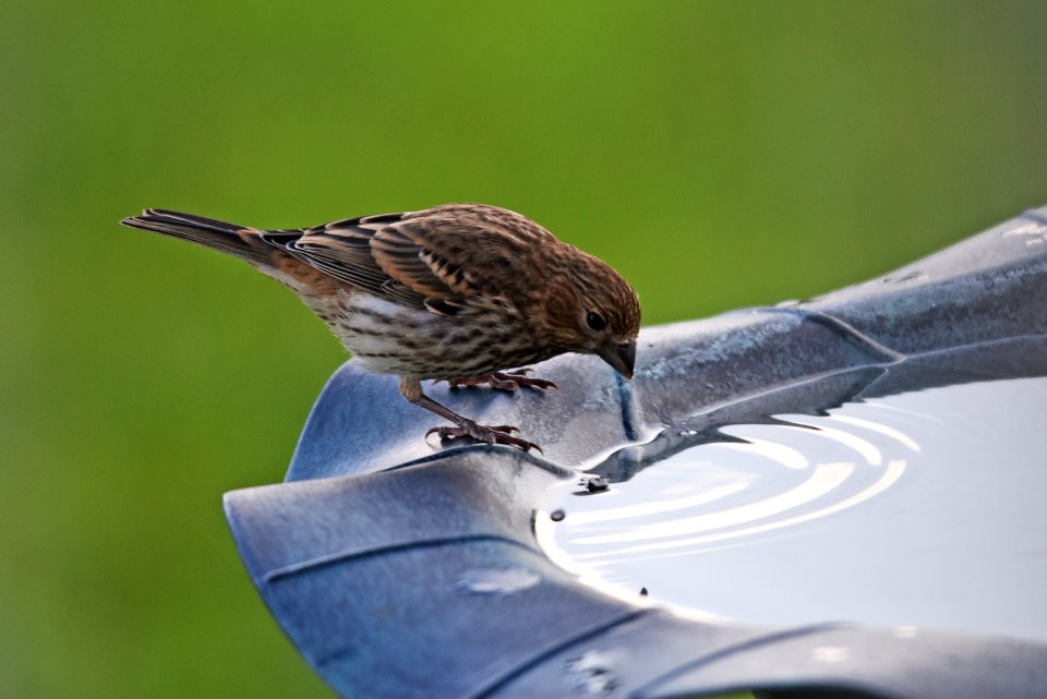 House Finch at the Bird Bath