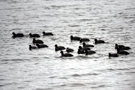 American coots photo