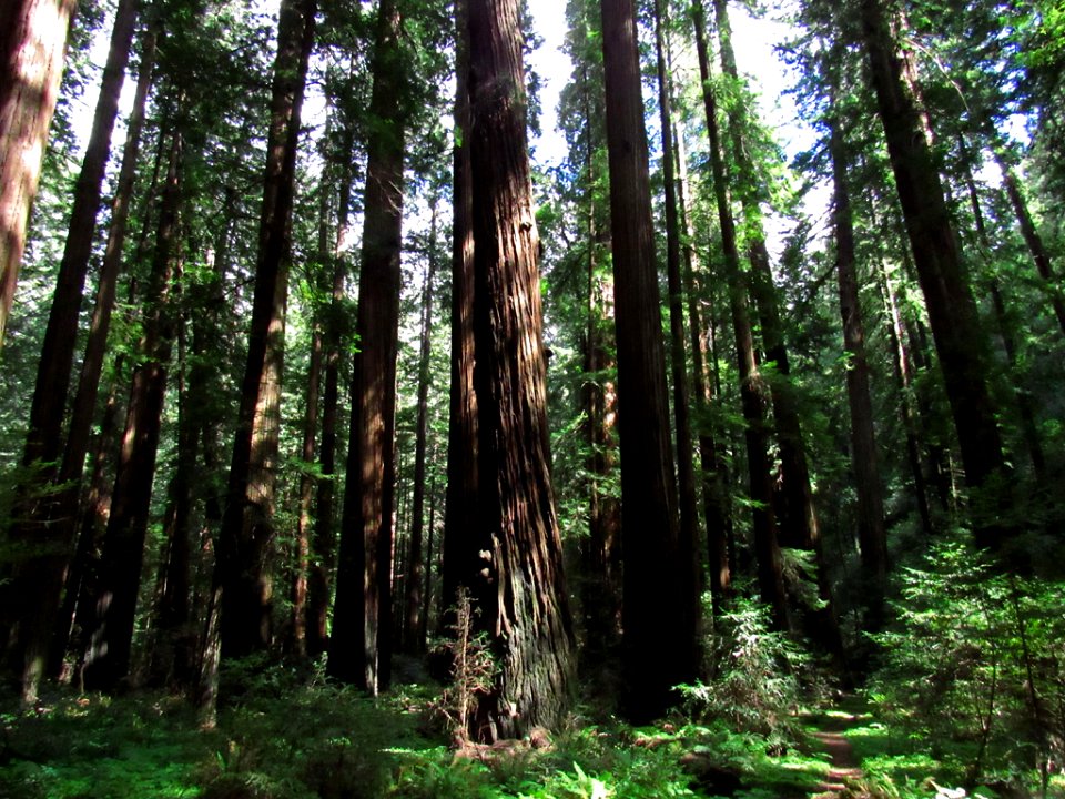 Avenue of the Giants at Redwoods in California