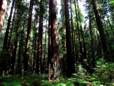 Avenue of the Giants at Redwoods in California photo