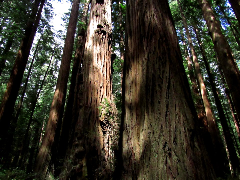 Avenue of the Giants at Redwoods in California