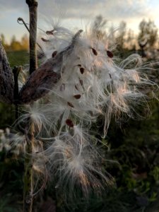 Common Milkweed Seeds photo