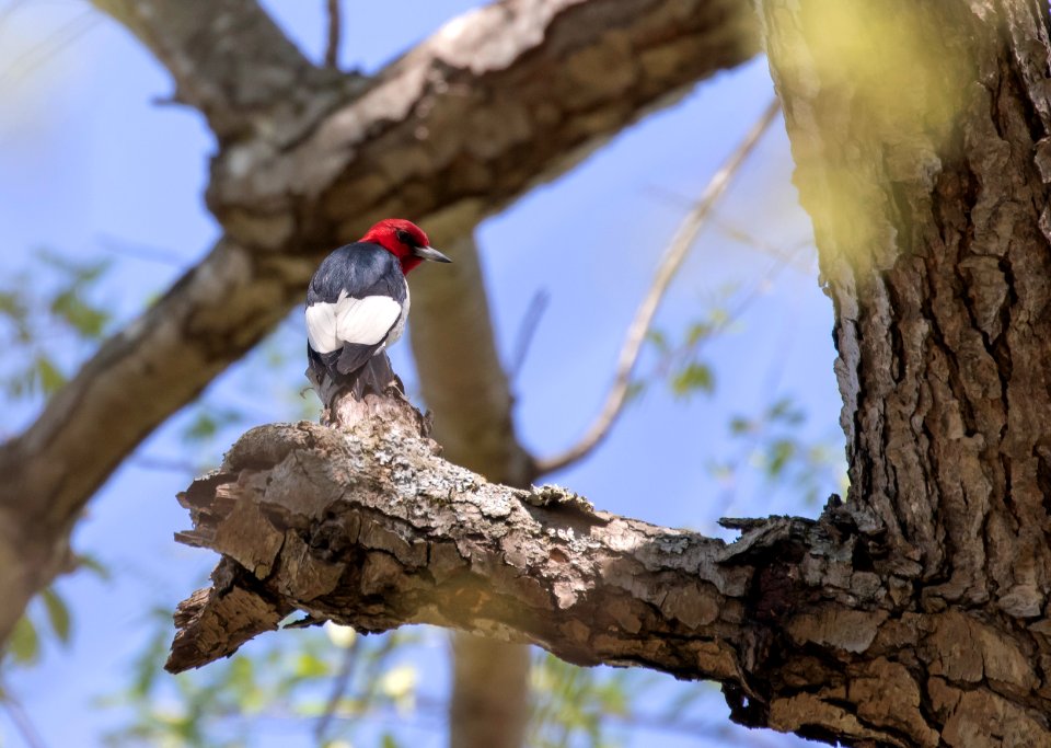 Red-headed woodpecker