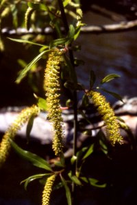 Black willow catkins