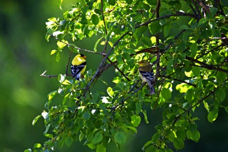 A pair of goldfinches in a tree