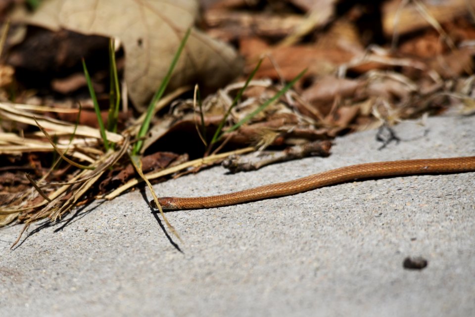 Redbelly snake hiding