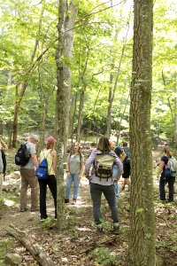 Hiking Lewis Falls