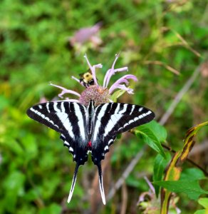 Zebra swallowtail photo