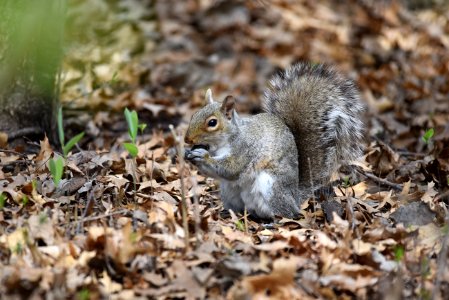 Gray squirrel foraging in leaf litter photo