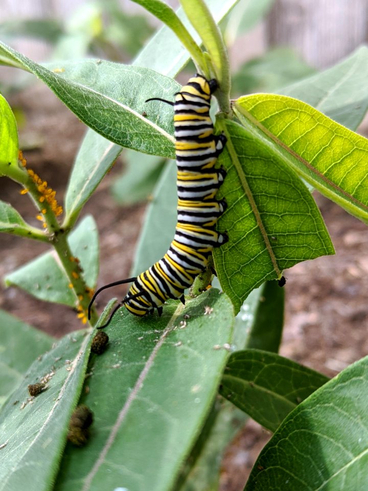 Monarch caterpillar on common milkweed photo