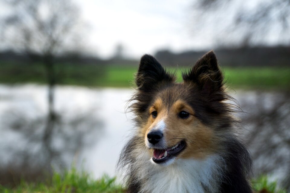 Sheltie close up trees