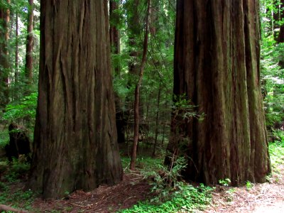 Avenue of the Giants at Redwoods in California photo