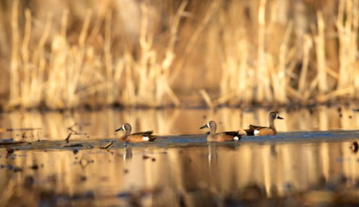 Blue-winged teal