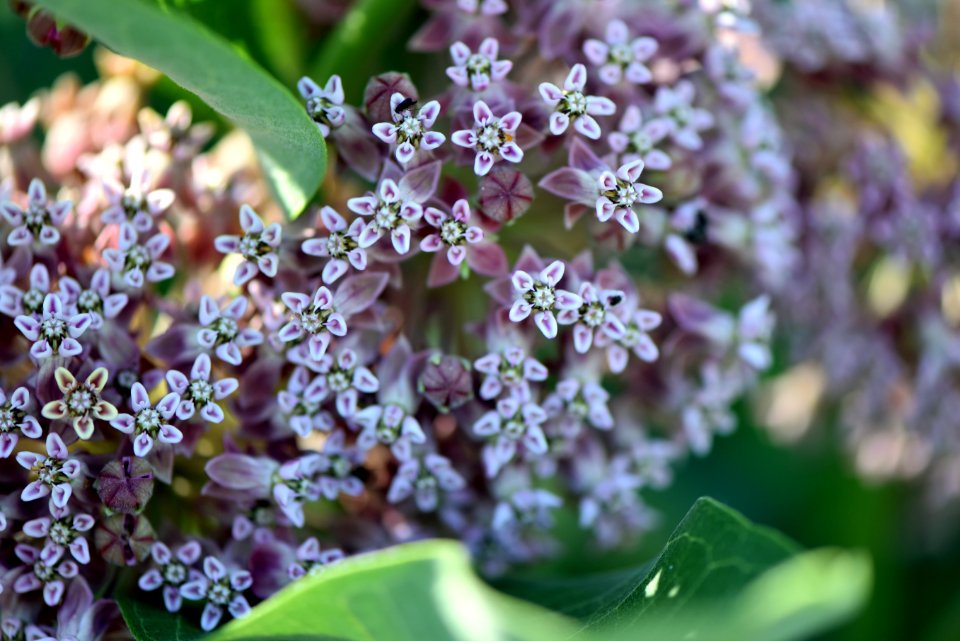 Common milkweed