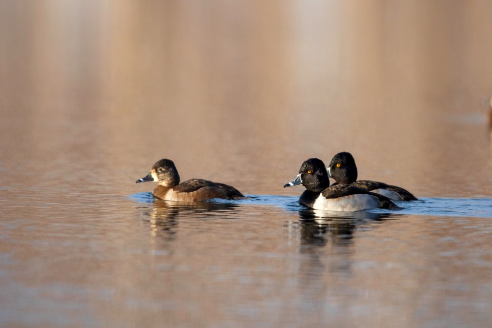 Ring-necked ducks on the water photo